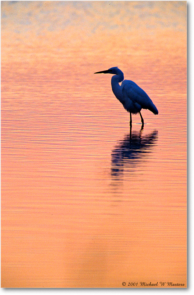 GreatEgretPreDawn-ChincoNWR-SC_2001Oct_F12 copy
