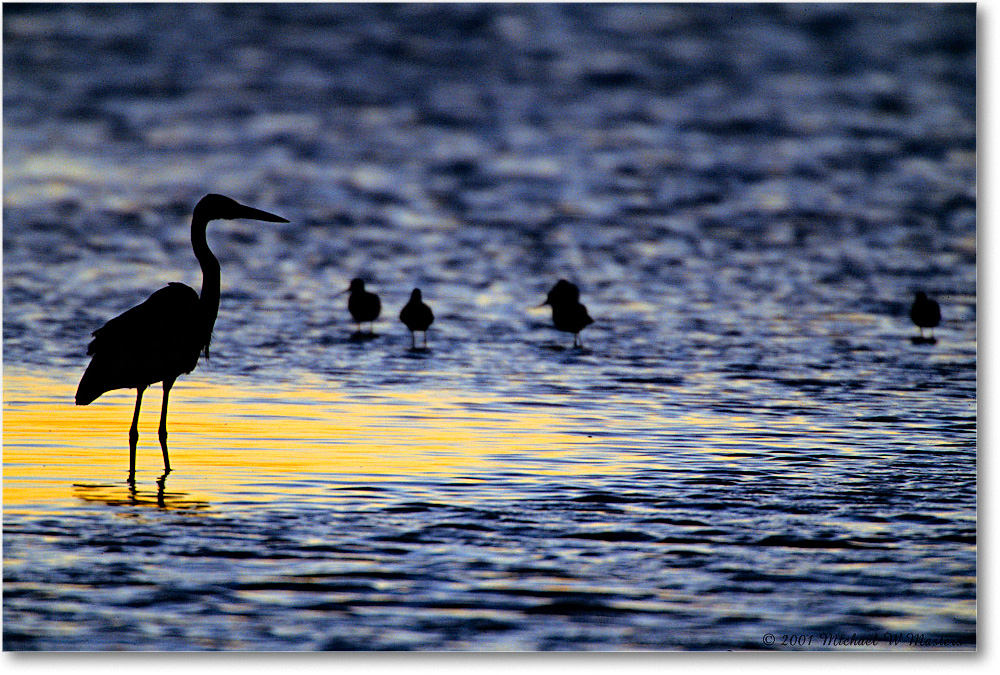 GreatEgretSilhouette_ChincoNWR-SC_2001Oct_F15 copy