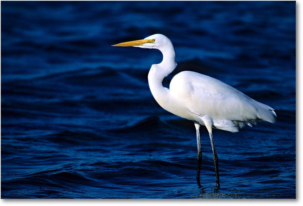 GreatEgret_ChincoNWR_2001Oct_F12 copy