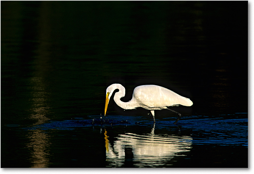 GreatEgret_ChincoNWR_2001Oct_F16 copy
