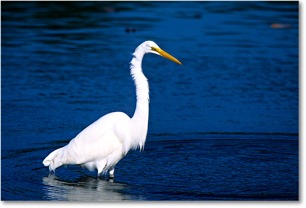 GreatEgret_ChincoNWR_2001Oct_F36 copy