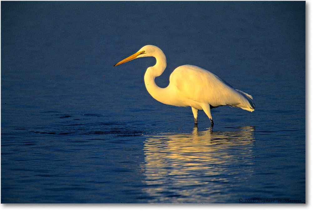 GreatEgret_ChincoNWR_2001Oct_F3602 copy