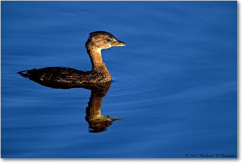 Grebe Swimming 002H-03-p 0110 3-1200-V1 MI-8-400 copy