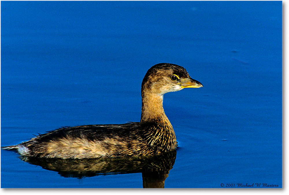 Grebe_Chinco-WLL_2001Oct_F07 copy