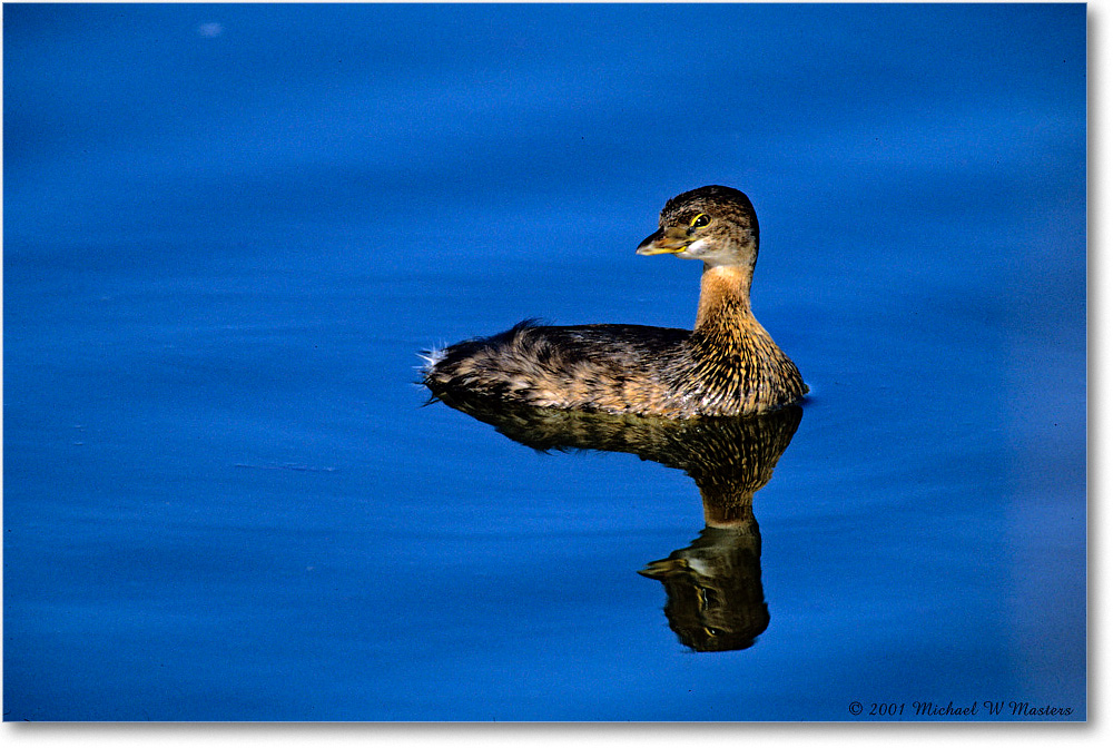 Grebe_Chinco-WLL_2001Oct_F31 copy