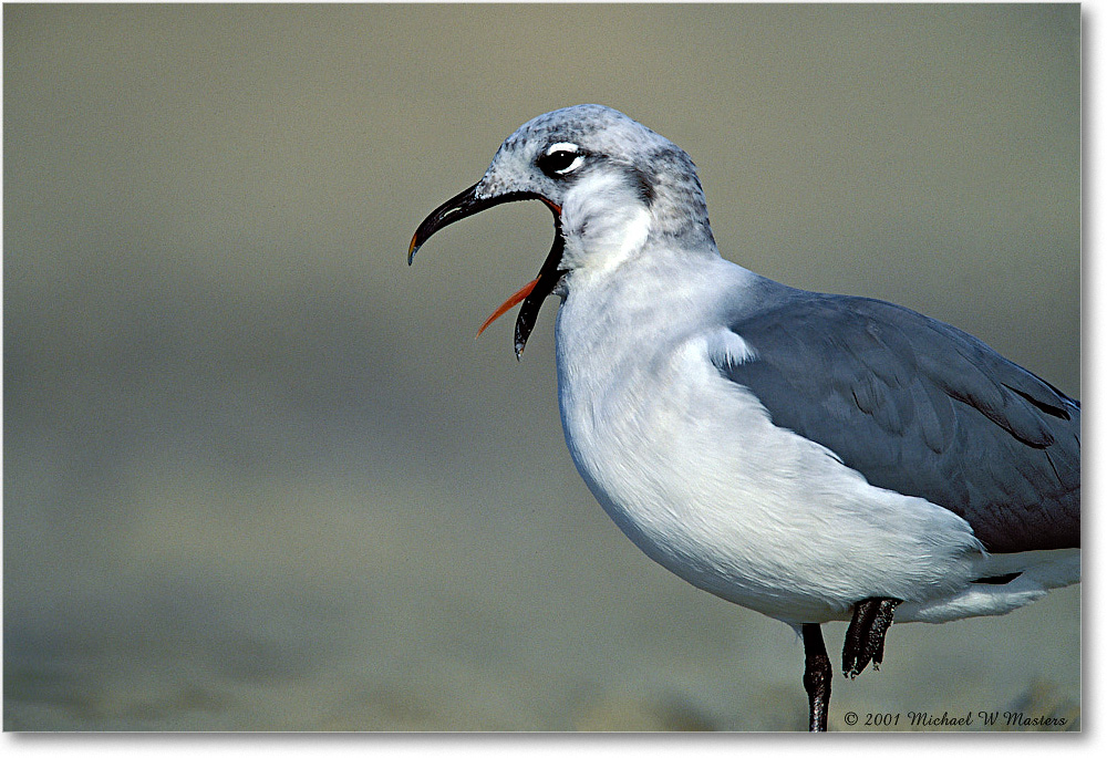 Gull Laughing 001-01-p 0110 37V1 A5-800-0-0 copy