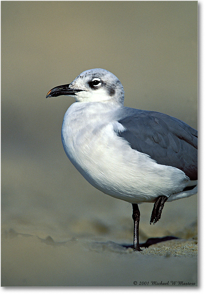 Gull Laughing 002-34-p 0110 37V1 A5-800-0-0 copy