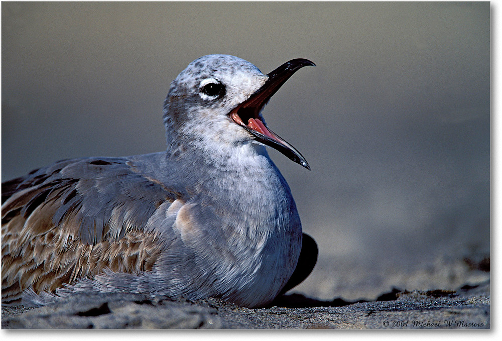 Gull Laughing 005-31-p 0110 37V1 A5-800-0-0 copy
