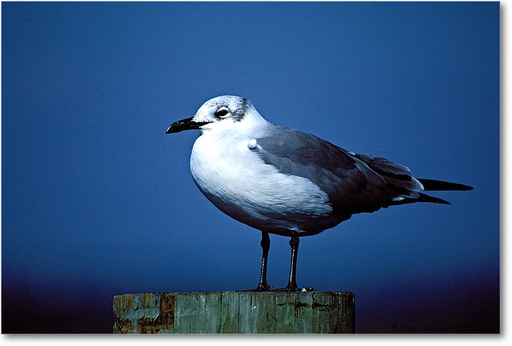 Gull Laughing 006-34-p 0110 37V1 A5-800-0-0 copy