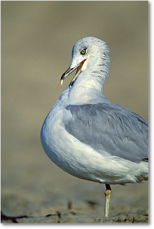 Gull Ringbill 001-29-p 0110 37V1 A5-800-0-0 copy