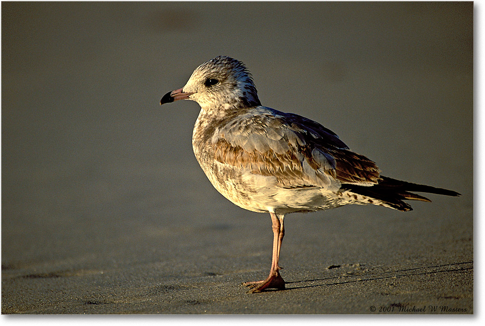 Gull Ringbill 006-19-p 0110 37V1 A5-800-0-0 copy
