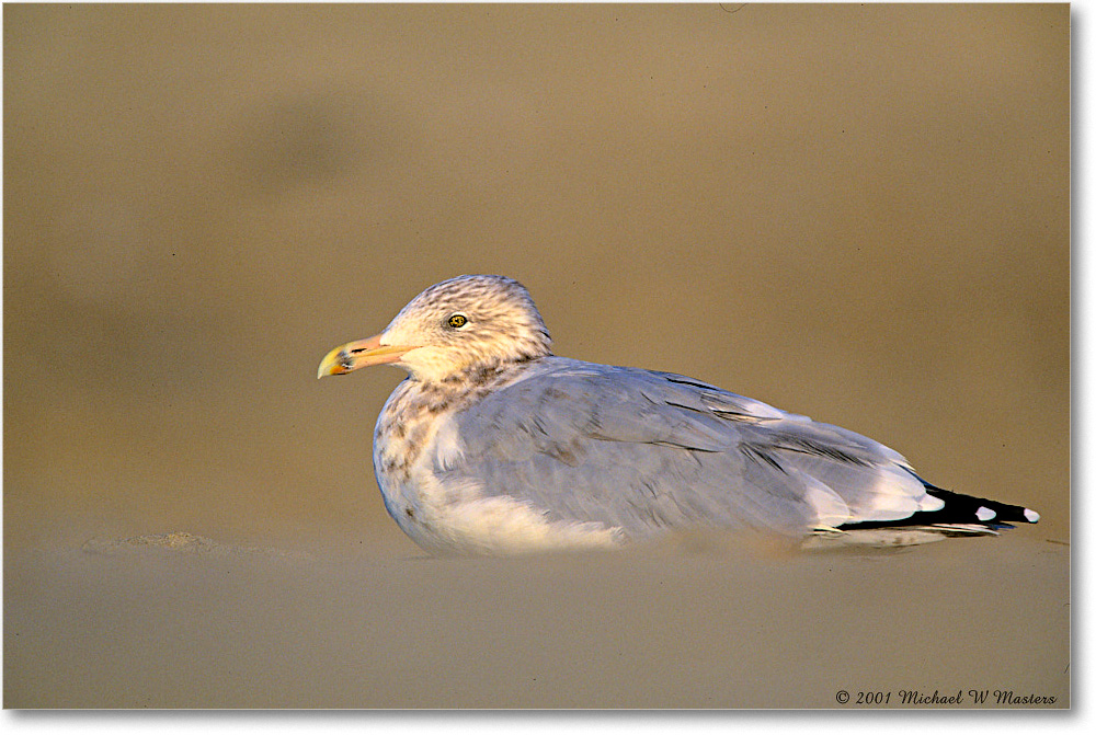 HerringGull_AssateagueBeach_2001Oct_F29 copy