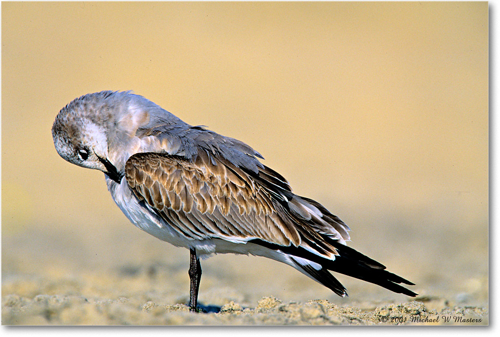 LaughingGullJuv_AssateagueBeach_2001Oct_F30 copy