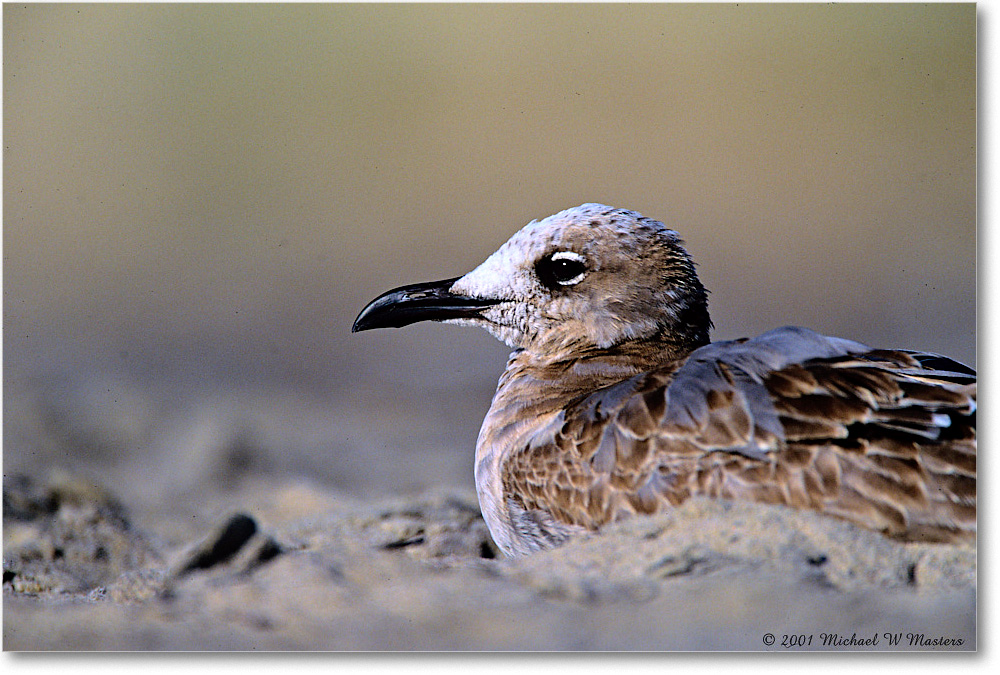 LaughingGullJuv_AssateagueBeach_2001Oct_F31 copy