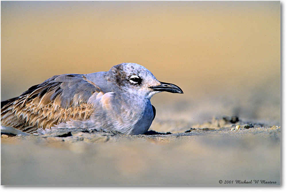 LaughingGullJuv_AssateagueBeach_2001Oct_F33 copy