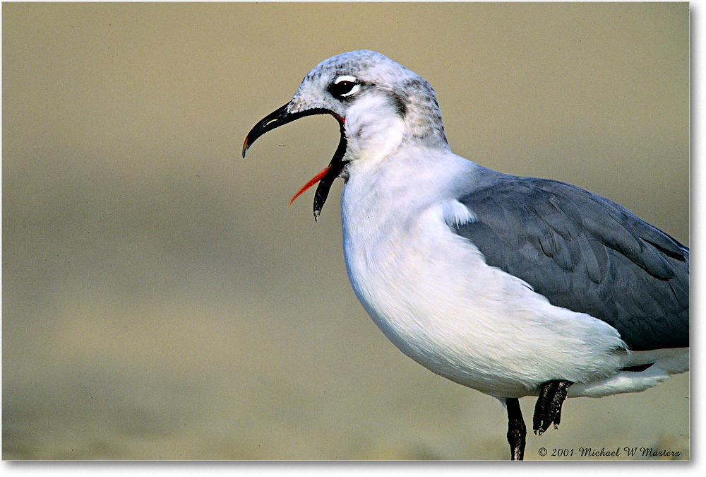 LaughingGull_AssateagueBeach_2001Oct_F01 copy