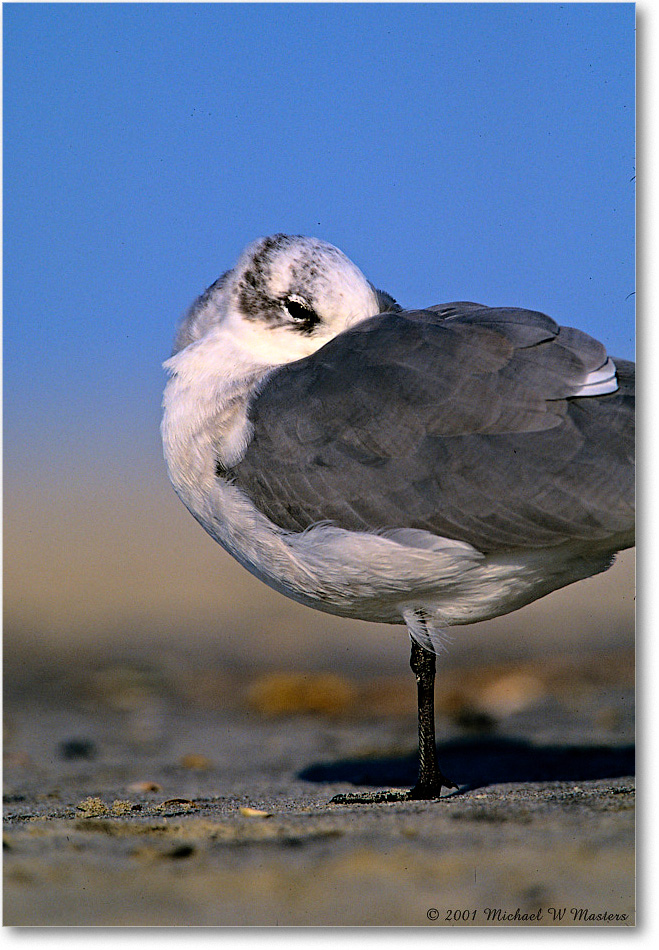LaughingGull_AssateagueBeach_2001Oct_F07 copy