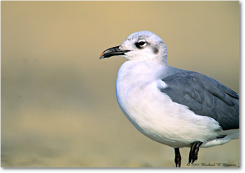 LaughingGull_AssateagueBeach_2001Oct_F09 copy
