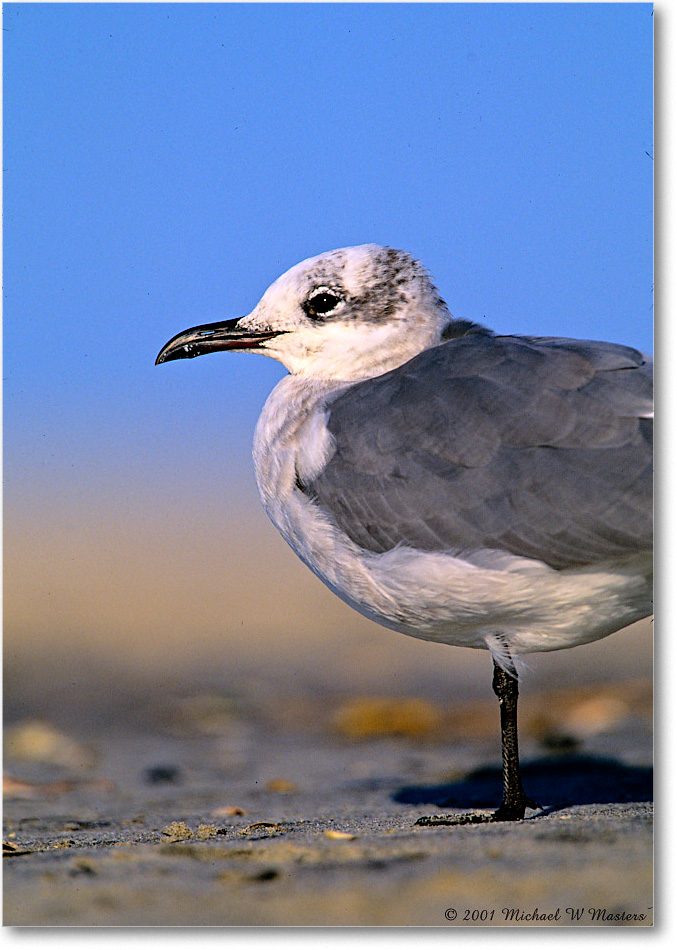 LaughingGull_AssateagueBeach_2001Oct_F12 copy