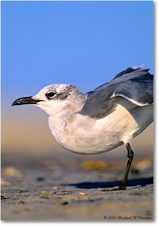 LaughingGull_AssateagueBeach_2001Oct_F15 copy