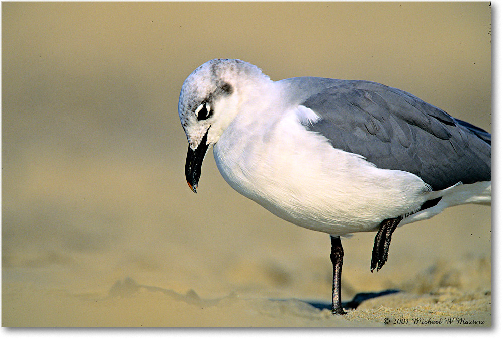 LaughingGull_AssateagueBeach_2001Oct_F24 copy