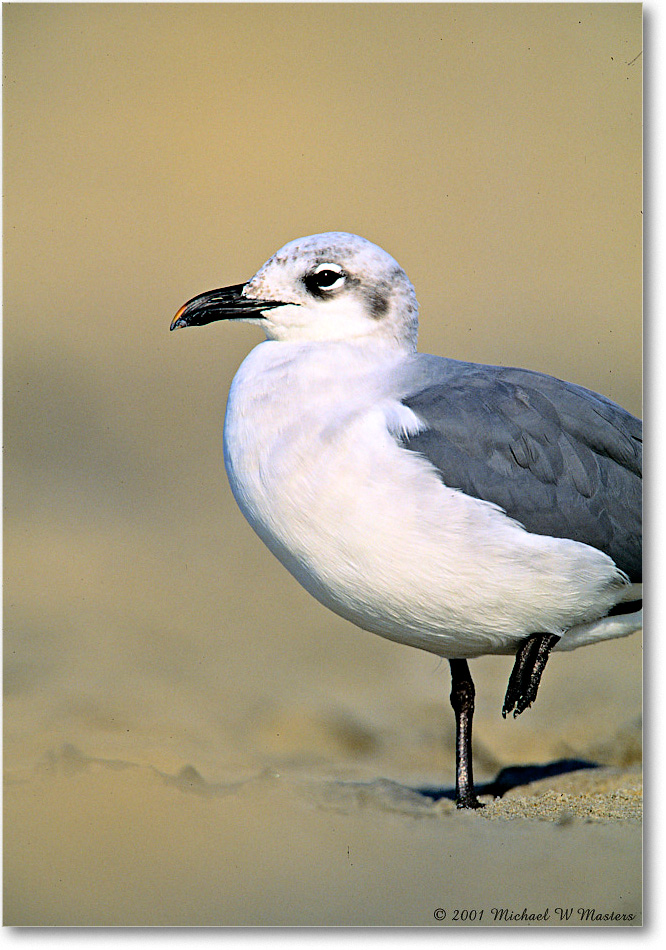 LaughingGull_AssateagueBeach_2001Oct_F33 copy