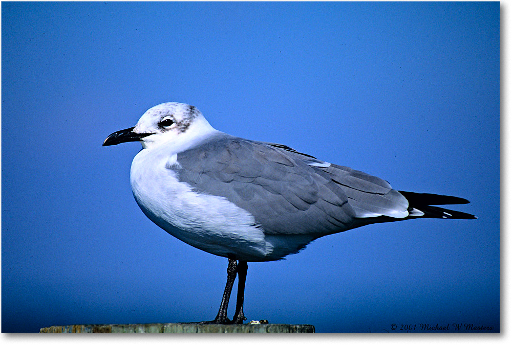 LaughingGull_Assateague_2001Oct_F36 copy