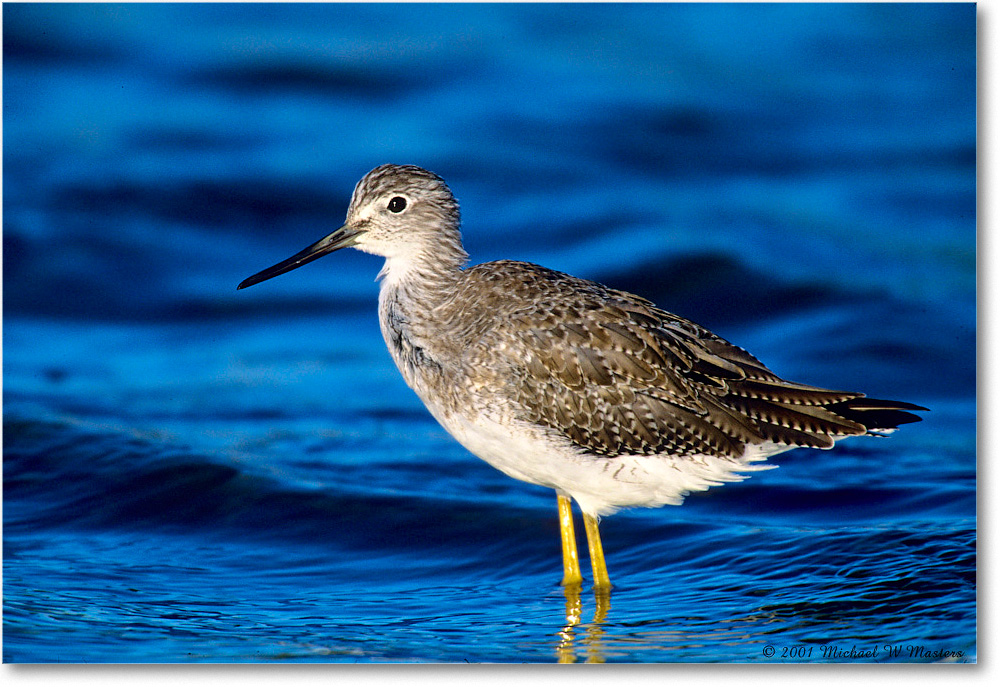 LesserYellowlegs_ChincoNWR_2001Oct_F15 copy