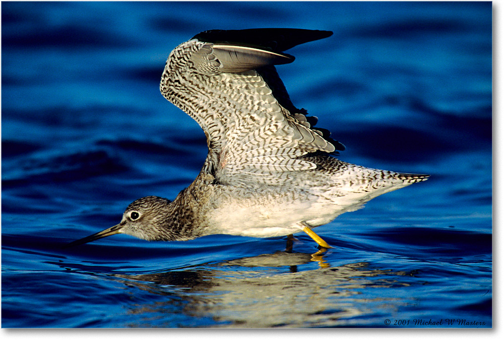 LesserYellowlegs_ChincoNWR_2001Oct_F25 copy