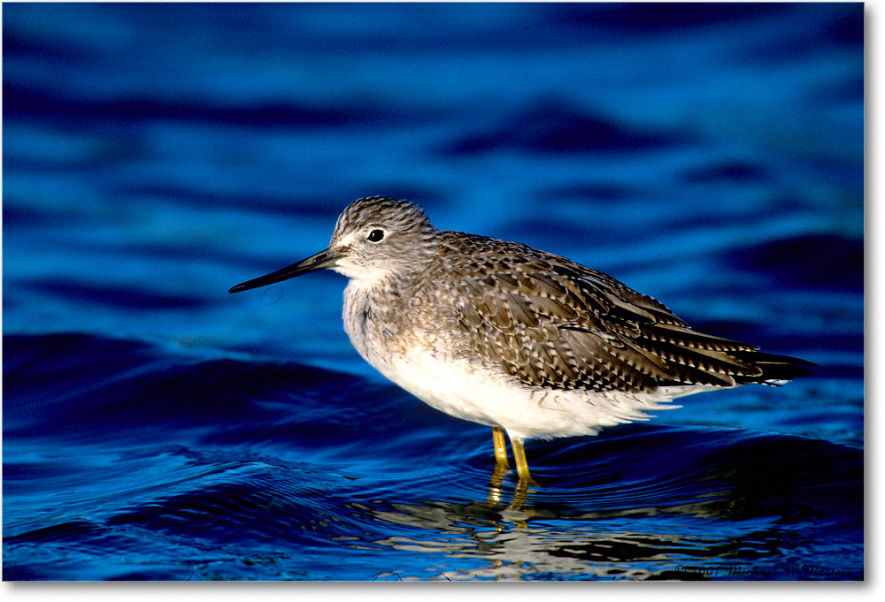 LesserYellowlegs_ChincoNWR_2001Oct_F34 copy