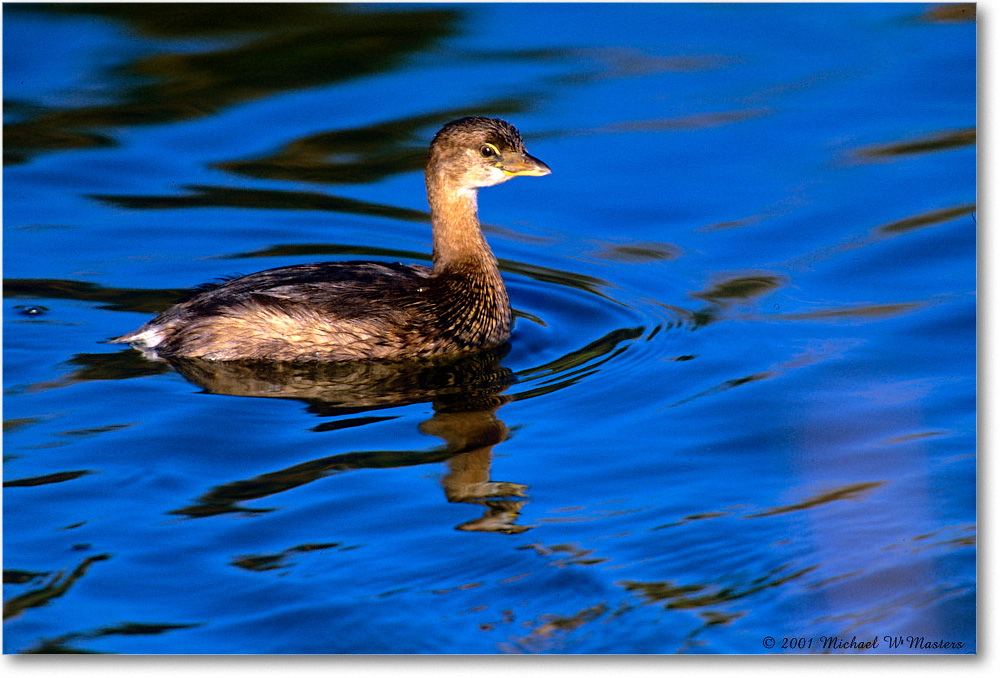 PiedBillGrebe_ChincoNWR_2001Oct_F06 copy