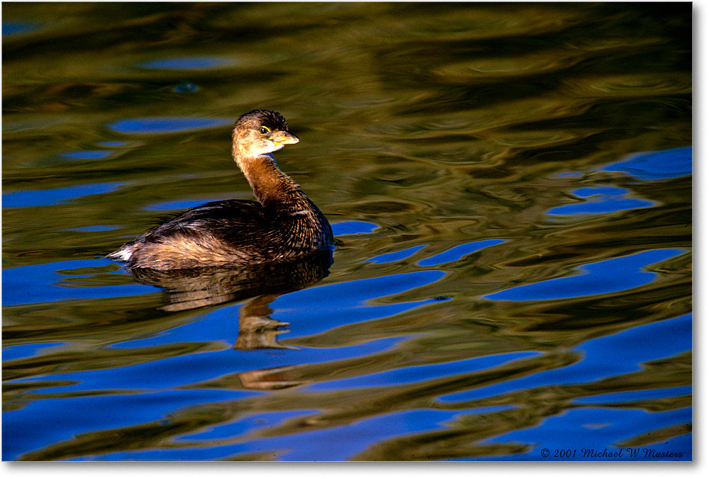 PiedBillGrebe_ChincoNWR_2001Oct_F07 copy