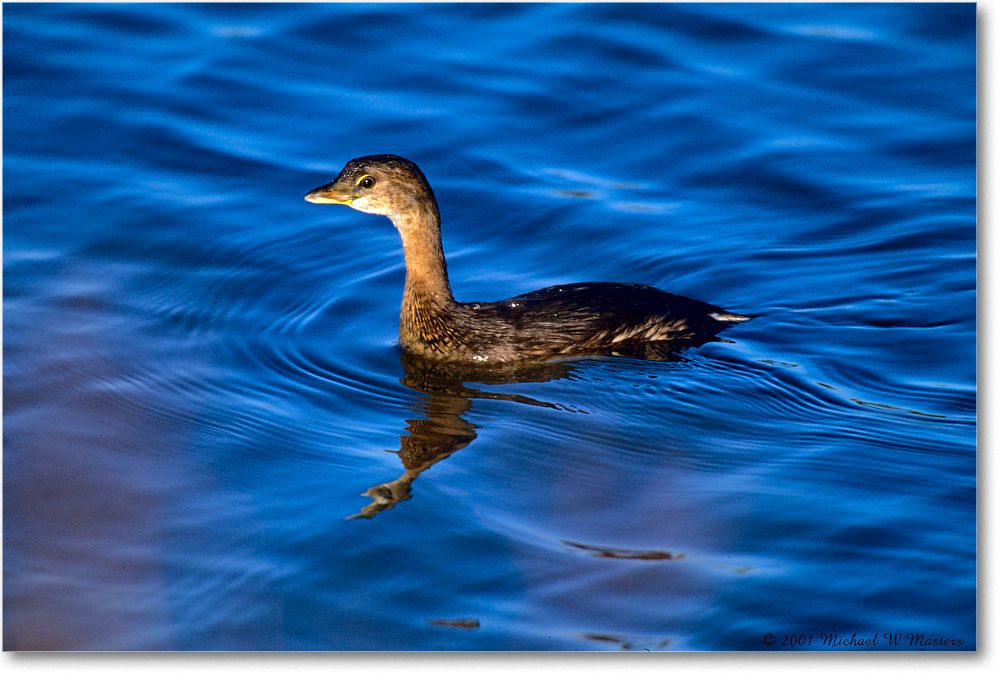 PiedBillGrebe_ChincoNWR_2001Oct_F15 copy