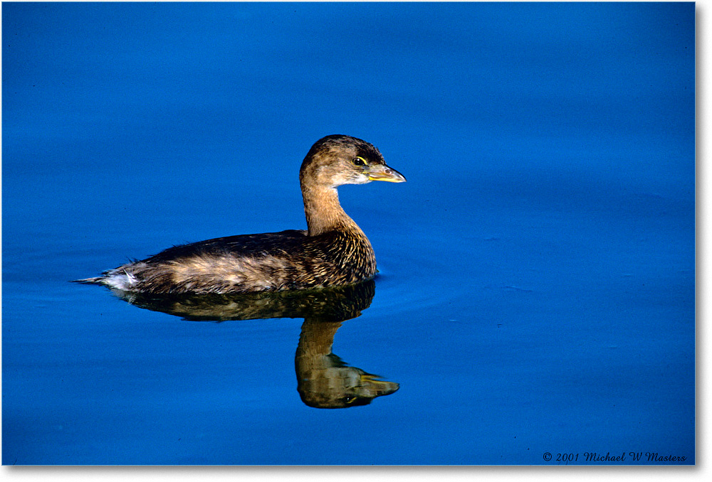 PiedBillGrebe_ChincoNWR_2001Oct_F35 copy