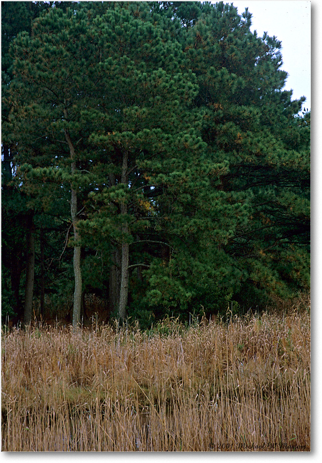 PineTrees_ChincoNWR_2001Oct_F31 copy