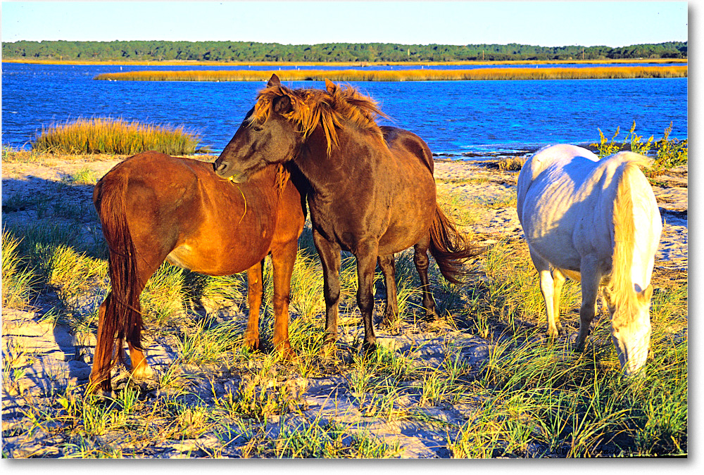 Ponies_ChincoNWR_2001Oct_x32 copy