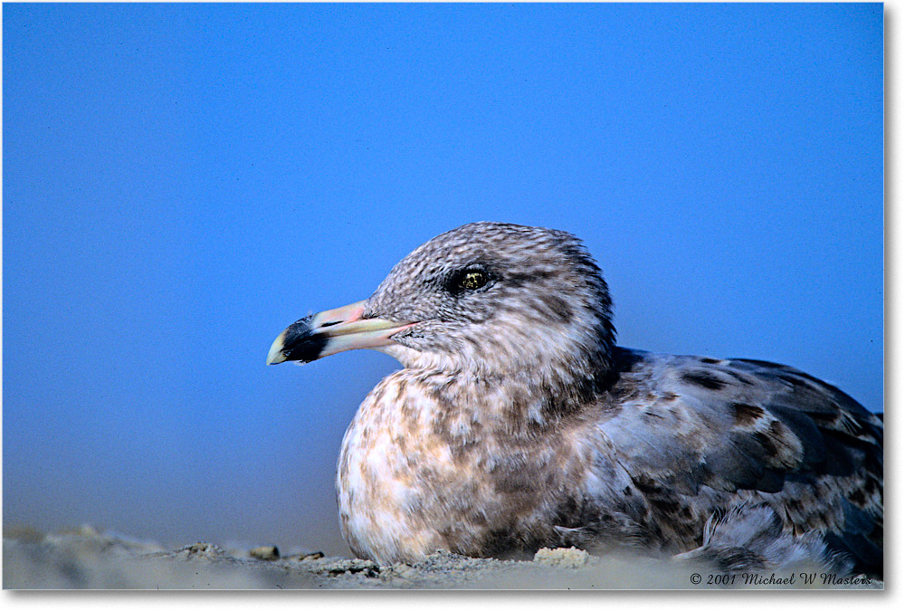 RingbillGullJuv_Assateague_2001Oct_F04 copy