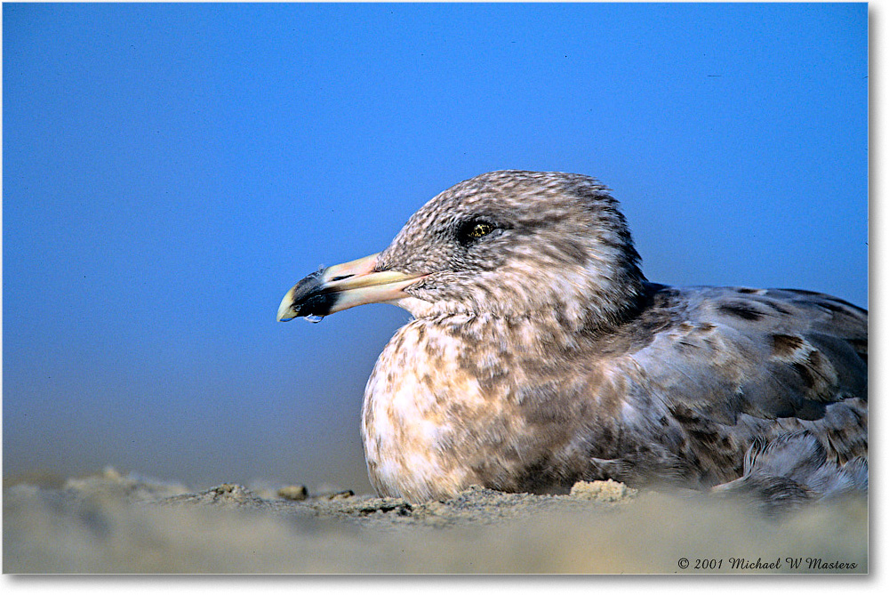 RingbillGullJuv_Assateague_2001Oct_F09 copy