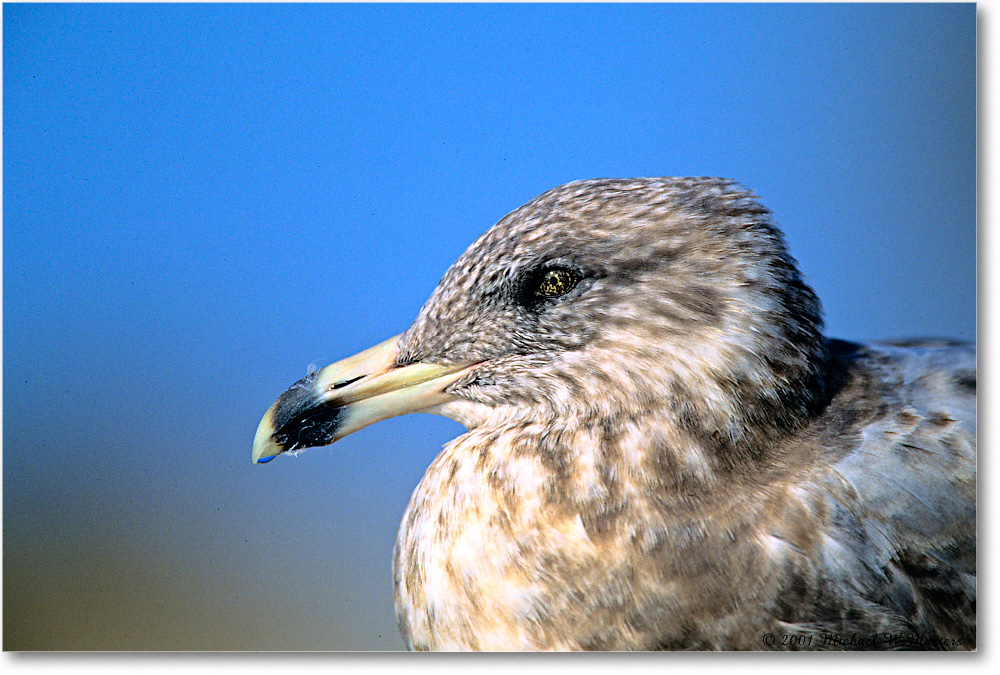 RingbillGullJuv_Assateague_2001Oct_F18 copy