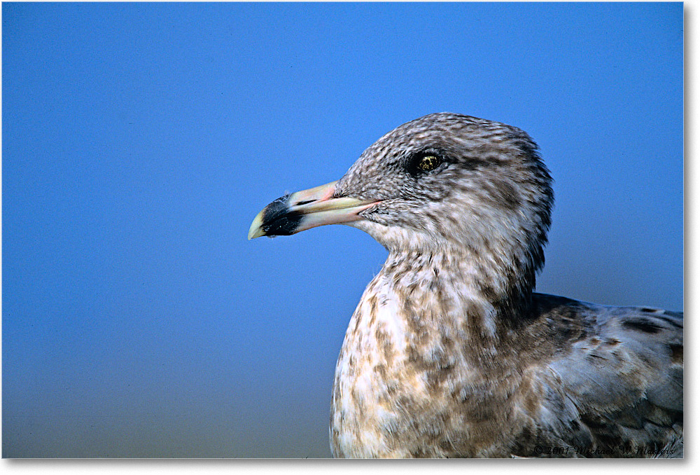 RingbillGullJuv_Assateague_2001Oct_F25 copy