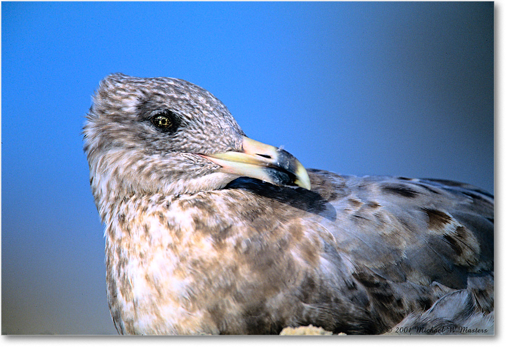 RingbillGullJuv_Assateague_2001Oct_F30 copy