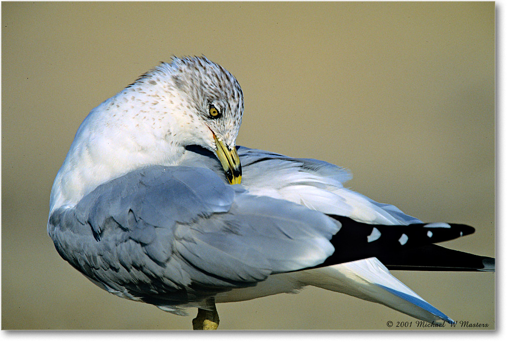 RingbillGull_AssateagueBeach_2001Oct_F11 copy