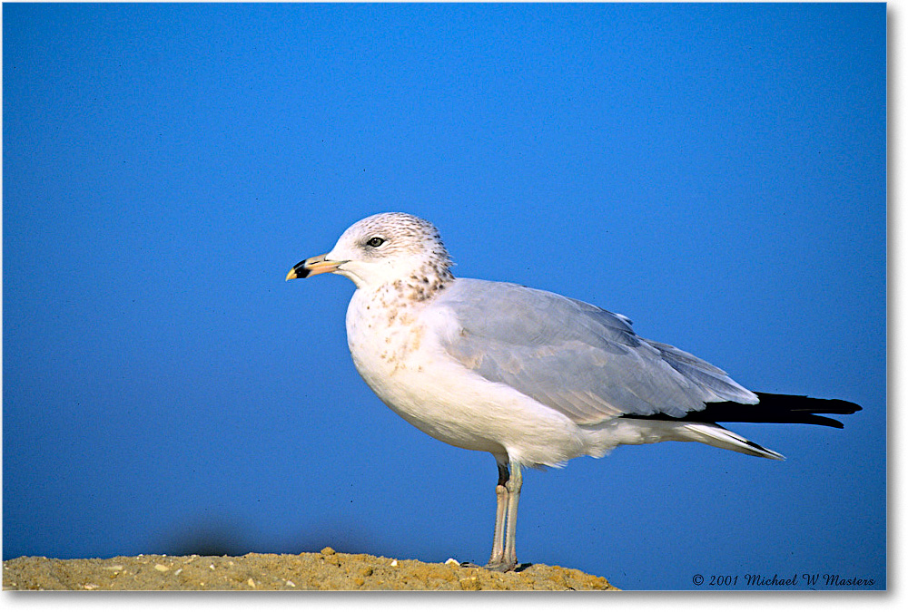 RingbillGull_AssateagueBeach_2001Oct_F13 copy