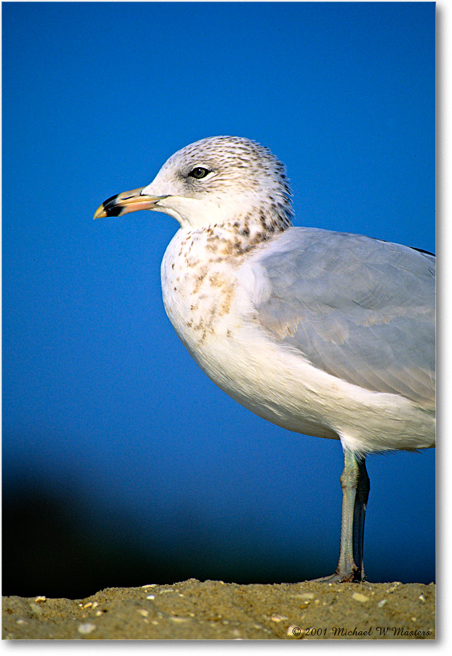 RingbillGull_AssateagueBeach_2001Oct_F18 copy