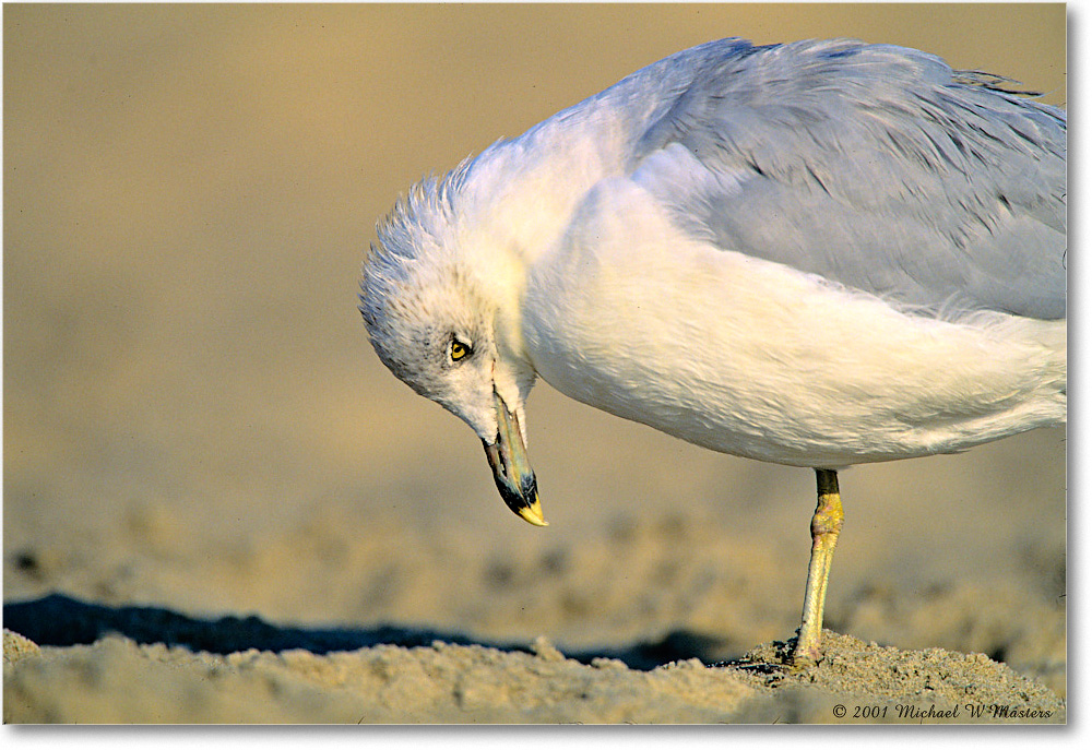 RingbillGull_AssateagueBeach_2001Oct_F24 copy