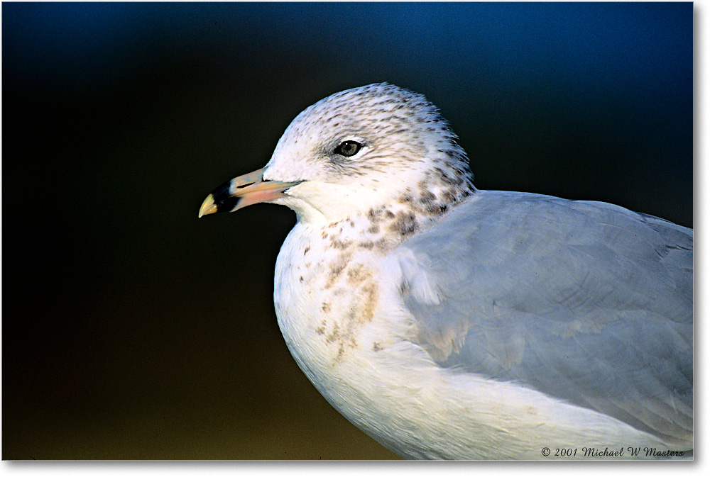 RingbillGull_AssateagueBeach_2001Oct_F26 copy