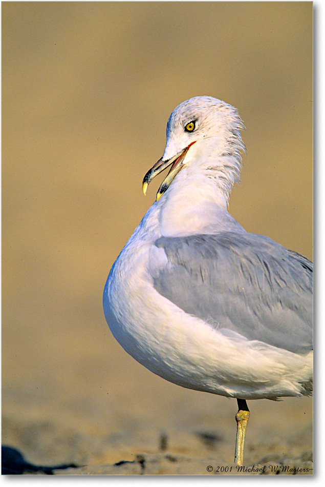 RingbillGull_AssateagueBeach_2001Oct_F30 copy