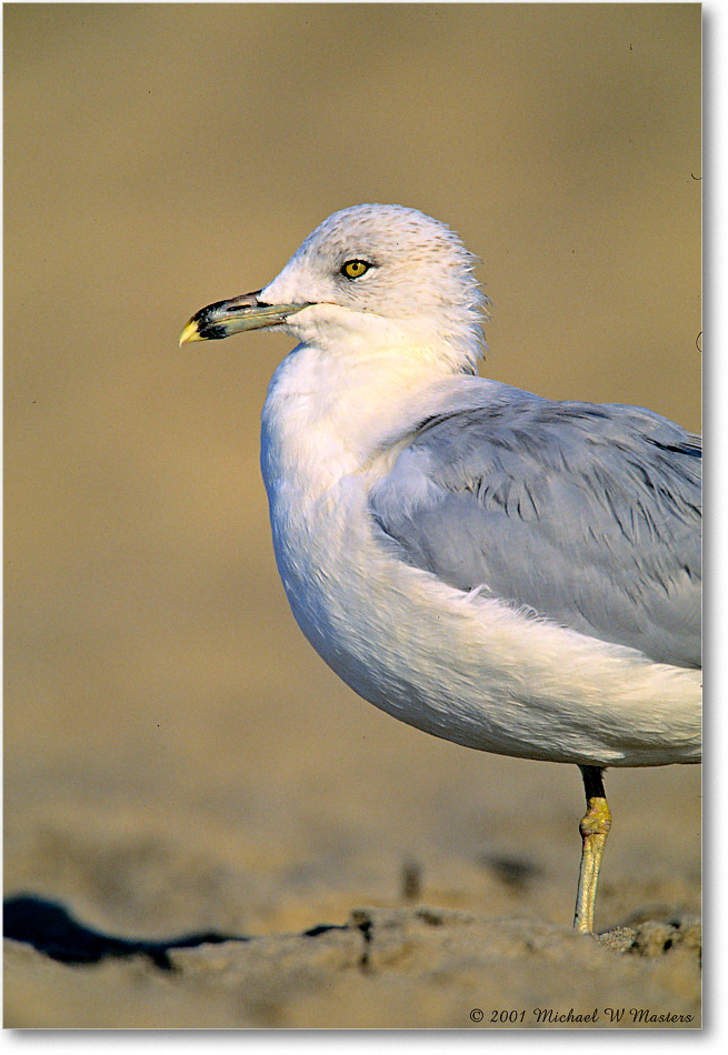 RingbillGull_AssateagueBeach_2001Oct_F34 copy