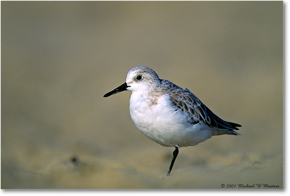 Sanderling_AssateagueBeach_2001Oct_F25 copy