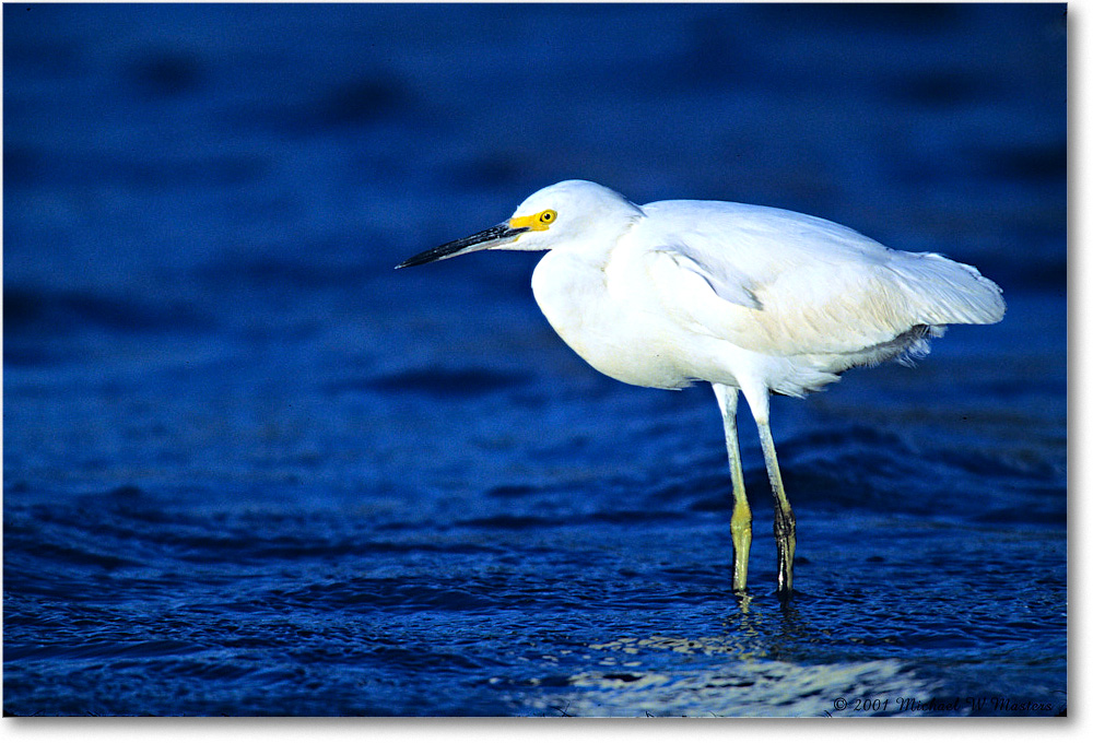 Snowy_ChincoNWR-SC_2001Oct_F10 copy